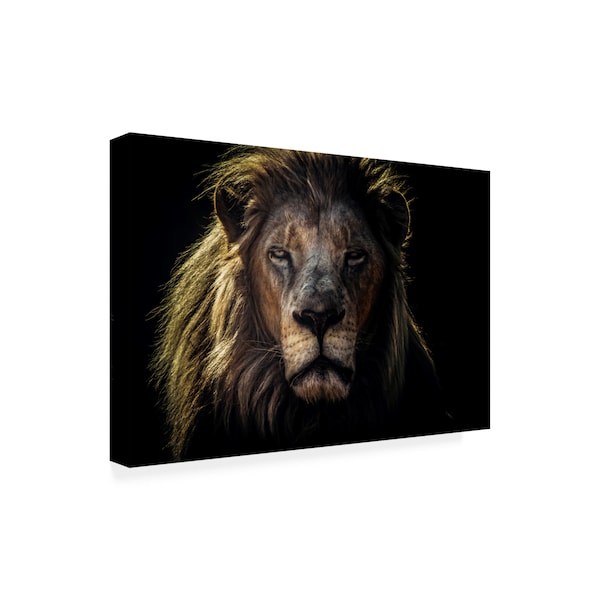 Jackson Carvalho 'Face To Face Lion' Canvas Art,30x47